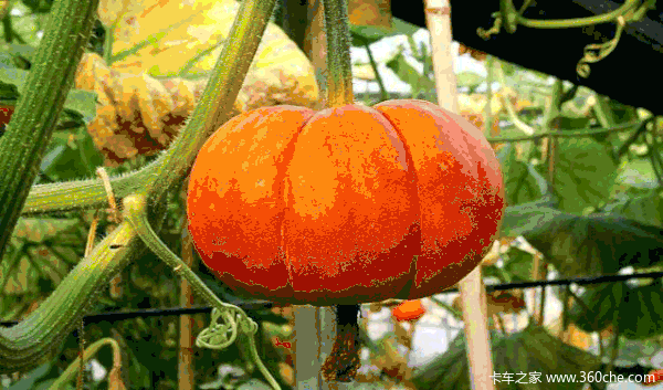 南瓜,花椰菜,葡萄,蜜桃,黄金梨