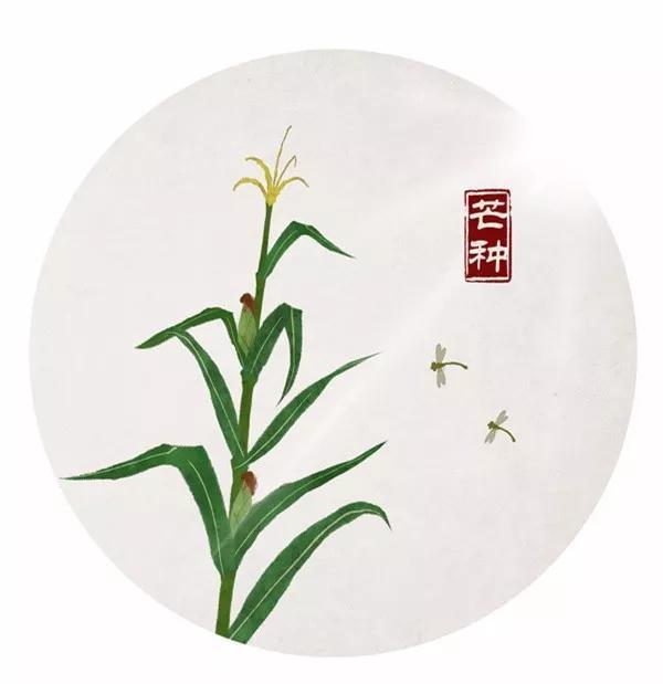 芒种的"芒"字,是指麦类等有芒植物的收获;芒种的"种"字,是指谷黍类