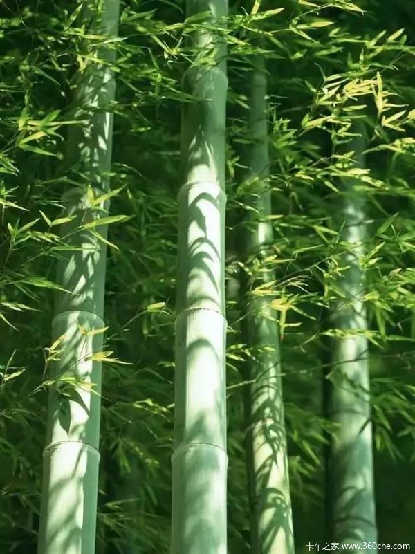 竹子定律原来是这样---共同了解