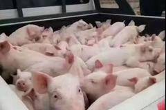 兰州江淮皮卡年底感恩回馈新老客户，限时促销中.....