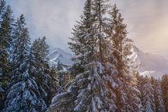 大寒至，春可期 鑫源金杯邀您一起共迎新春