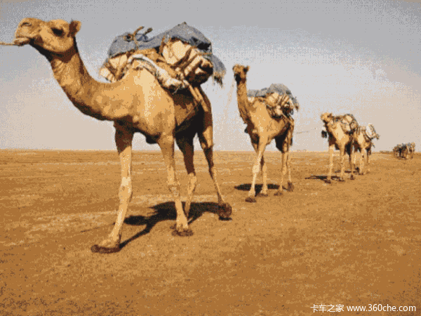 骆驼嚼东西动图gif图片