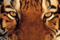 解放爬山虎，一直被内卷，从未被超越！