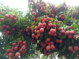 ��һ��쳾����Ц���´������山������س���������֦�������